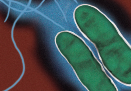 How does Legionella spread (lysis)