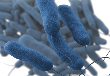 How does the Legionella form